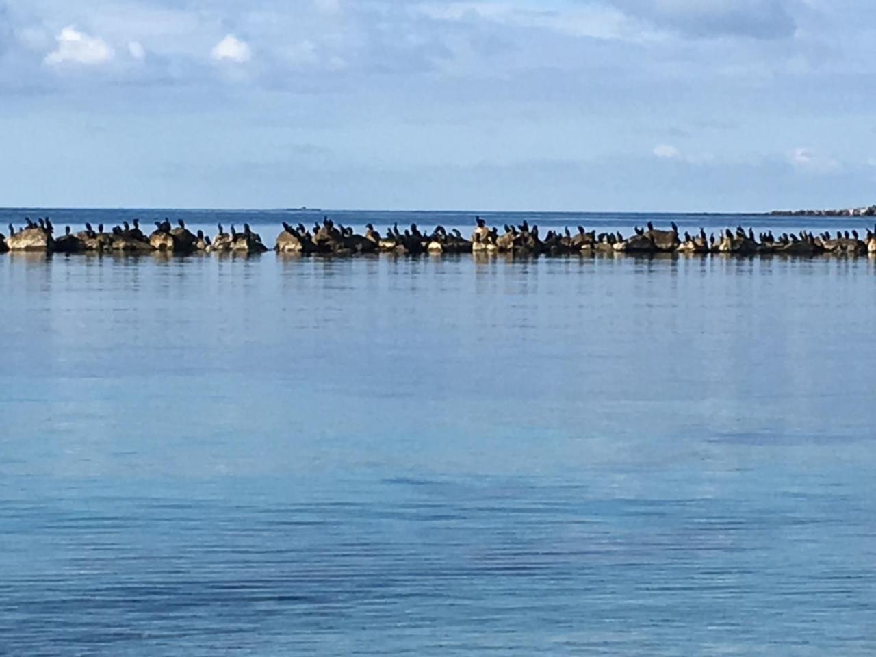 Апартаменти Il Mare Di Alida Альгеро Екстер'єр фото